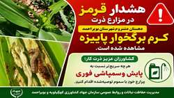 مشاهده پروانه برگخوار پاییزه در مزارع ذرت استان کهگیلویه و بویراحمد